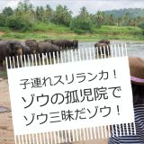 ピンナワラ・ゾウの孤児園＆象乗り！個人旅行でスリランカへ！